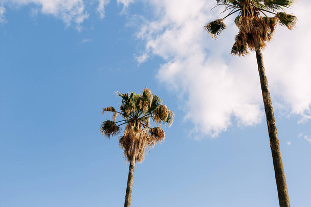 Korony palm datowanych na tle błękitnego nieba z białymi chmurami - Zdjęcie, obraz