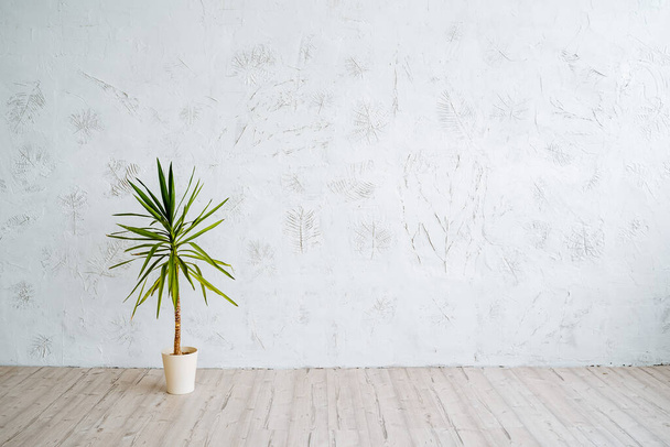 A pot of ficus in the middle of the room. Minimalistic location for photography. Light walls, wooden floor in the room. High quality photo - Φωτογραφία, εικόνα