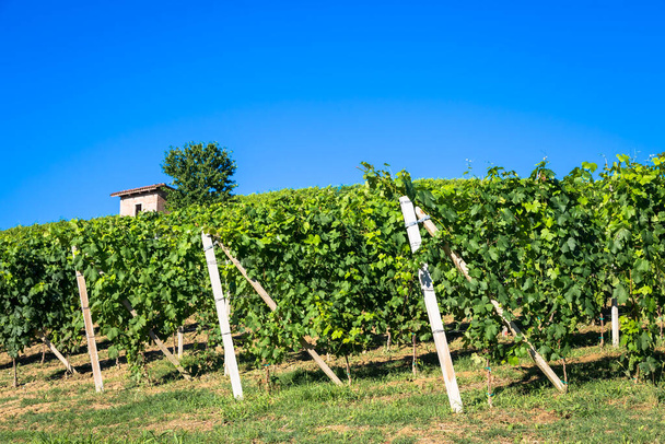 Piedmont hills in Italy, Monferrato area. Scenic countryside during summer season with vineyard field. Wonderful blue sky in background. - Valokuva, kuva