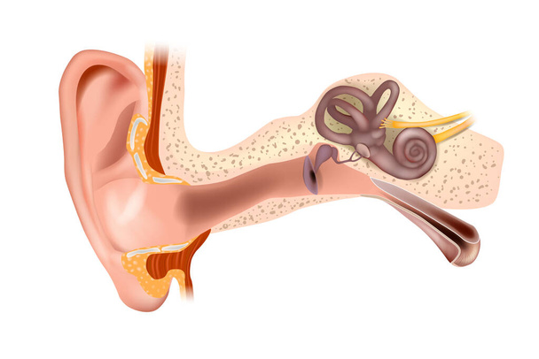 Anatomia ludzkiego ucha. Ucho zewnętrzne, ucho środkowe i ucho wewnętrzne. Ilustracja wektora medycznego - Wektor, obraz