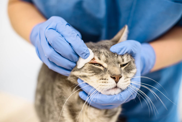 Ветеринарний лікар дезінфікує шкіру кота
 - Фото, зображення