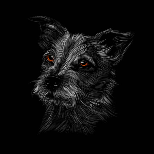 Jack Russell Terrier head portrait on black background - Vetor, Imagem