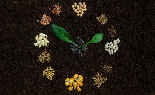 Sowing calendar from seeds on soil. Selective focus. Nature. - Fotó, kép