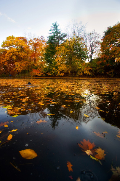 Autumn landscape from water - Foto, afbeelding