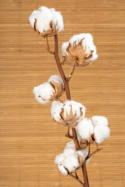 A closeup of a Sea Island cotton with a brown wooden background - Foto, immagini