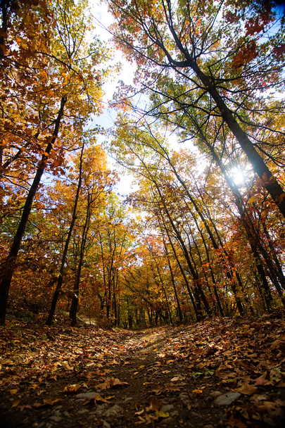 Forest trail in autumn - Foto, afbeelding