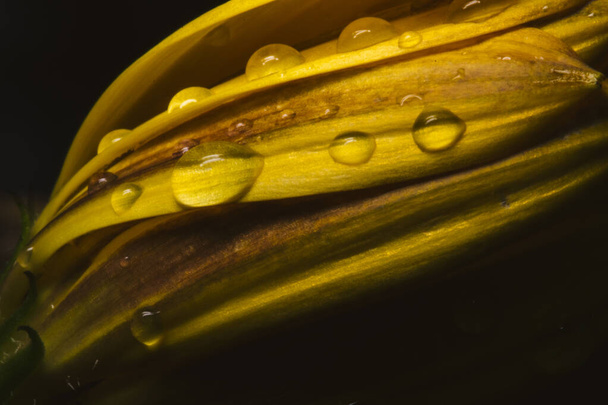 A closeup shot of waterdrops on a closed yellow Spanish daisy - Foto, afbeelding