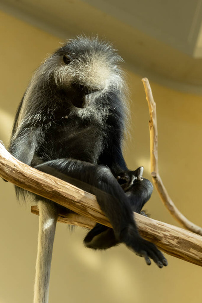 A vertical closeup shot of the cute Colobus Angolensis sitting on the branch - Foto, Imagen