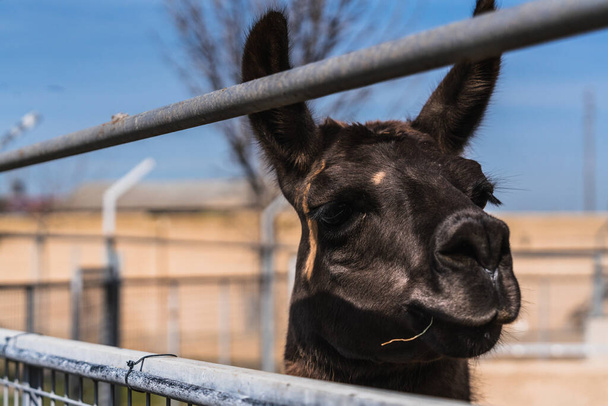 A closeup up shot of a black lama looking from behind the fence - Zdjęcie, obraz