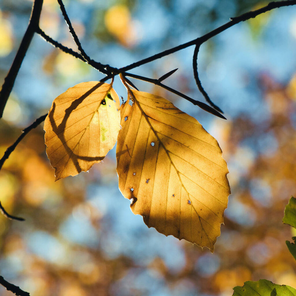 Un gros plan de feuilles d'automne dorées au soleil avec des lumières bokeh - Photo, image