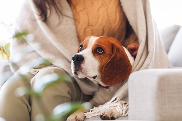Mignon chien Beagle avec propriétaire à la maison le jour de l'automne - Photo, image
