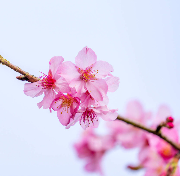 Beautiful cherry blossoms sakura tree bloom in spring over blue sky, copy space, close up. - Foto, imagen