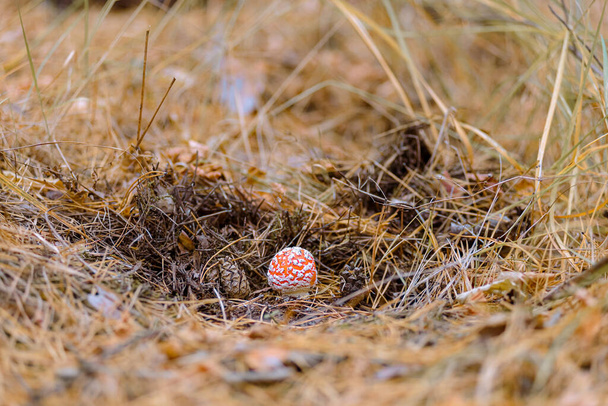 Mooie rode sprookjes vliegen agarisch. Giftige paddenstoel in het bos. Sluitingsdatum. - Foto, afbeelding