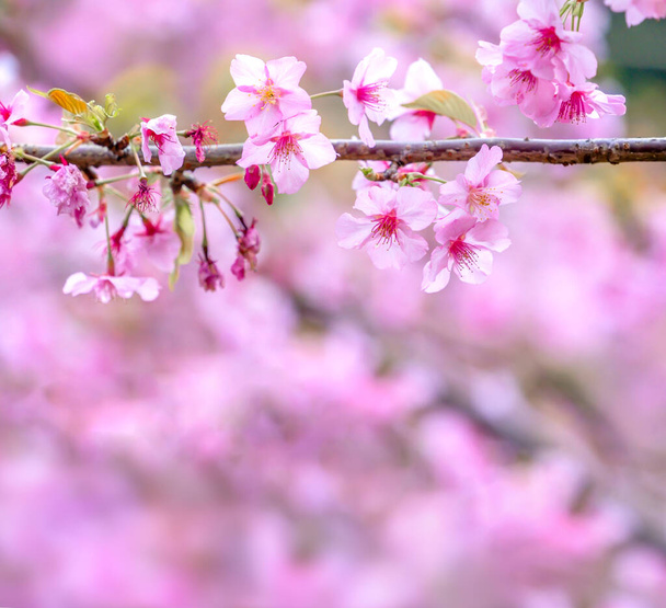 Gyönyörű cseresznyevirágok sakura fa virágzik tavasszal a kert felett, másolás tér, közelről. - Fotó, kép
