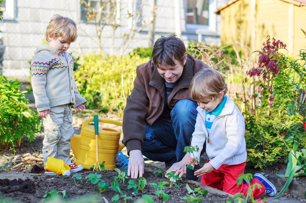 dwa małe chłopców i ojciec sadzenia sadzonki warzyw garde - Zdjęcie, obraz