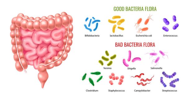 善良で悪いコロン菌｜Flora Infographics - ベクター画像