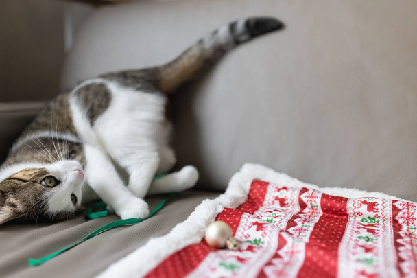 Gato doméstico jugando con cinta en sofá de cuero. Tiempo de Navidad - Foto, imagen