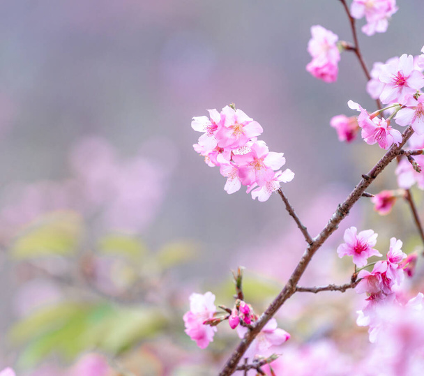 Beautiful cherry blossoms sakura tree bloom in spring over the blue sky, copy space, close up. - Zdjęcie, obraz