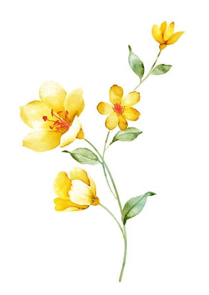 Aquarel illustratie bloem - Foto, afbeelding