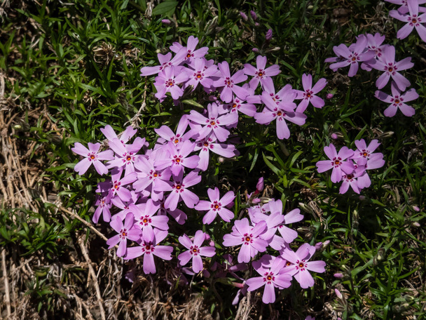 Primer plano de flex rastrero rosa (Phlox subulata) 'Brillo' floración en el jardín a la luz del sol brillante en primavera - Foto, Imagen