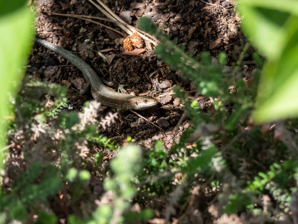 Ящірка ящірка або звичайна ящірка (Zoootoca vivipara) сонячні ванни в бригадному сонці на землі під кущем. Детальний вигляд голови та ока
 - Фото, зображення