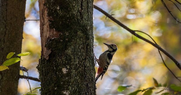 White-backed woodpecker (Dendrocopos leucotos) in fall against bright background, Bialowieza  Forest, Poland, Europe - Photo, Image