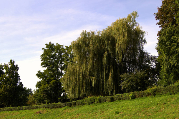 A landscape with growing green trees - Фото, зображення