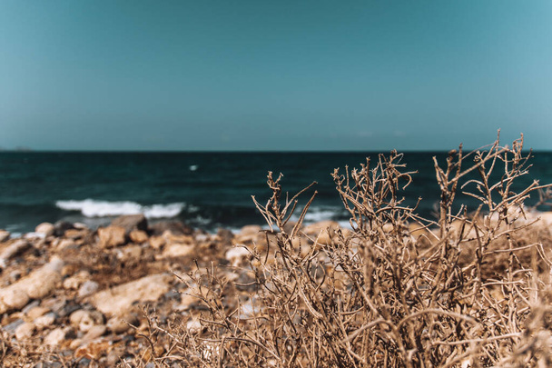 A selective focus of bush branches at the coast of Matala in Crete - Fotoğraf, Görsel