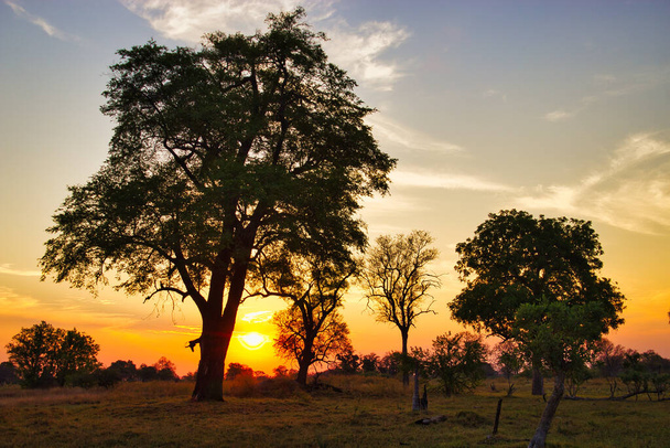 A beautiful shot of green trees against a colorful cloudy sky during the sunset in Okavango Delta - Fotó, kép