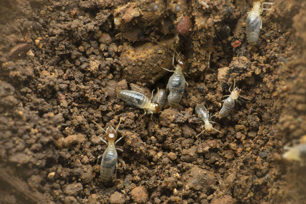 Colonia de termitas compuesta por trabajadores de color blanco o marrón claro, también llamada hormigas blancas., Satara, Maharashtra, India - Foto, imagen