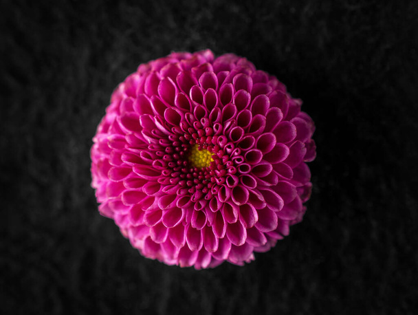 Studio shot of flower on a black background. View from above. - Photo, Image