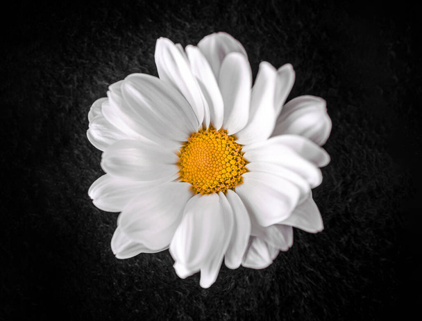 Beautiful flower on black background. Flat lay, top view. - Foto, Imagen
