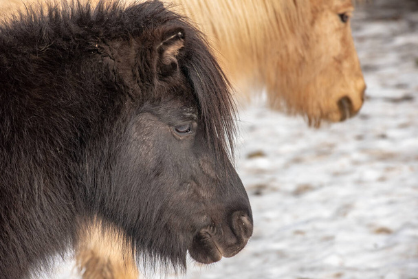 Close-up portret van pony. Foto van wilde dieren - Foto, afbeelding