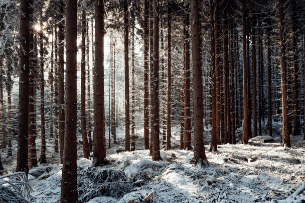 floresta de inverno com neve - árvores cobertas. Natureza fundo - Foto, Imagem