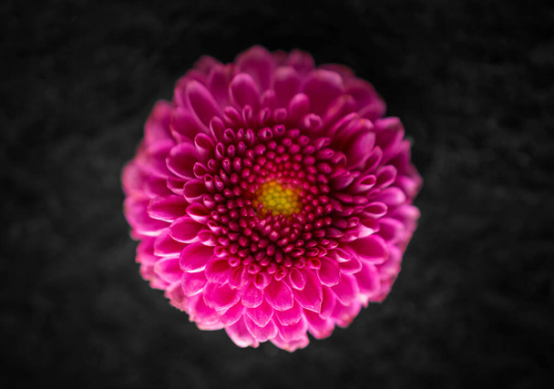 Studio shot of flower on a black background. Close up. - Fotó, kép
