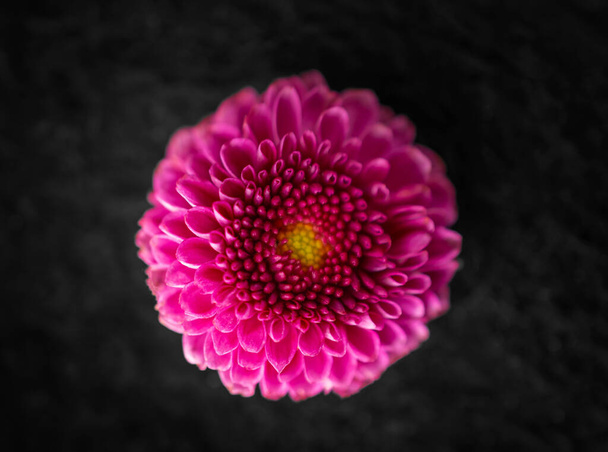 One flower on a black background. Closeup. Nature. - 写真・画像