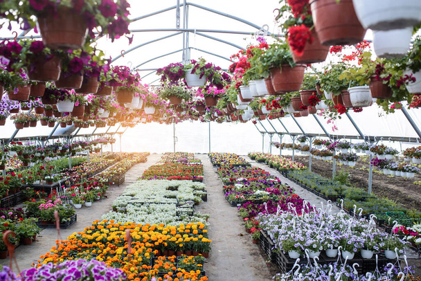 花のような異なる花でいっぱいの花の温室: Petunias, marigolds, alyssum - 写真・画像