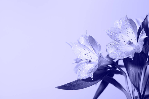 freschi bellissimi fiori tonificati alla moda Very Peri. colore dell'anno. sfondo floreale - Foto, immagini