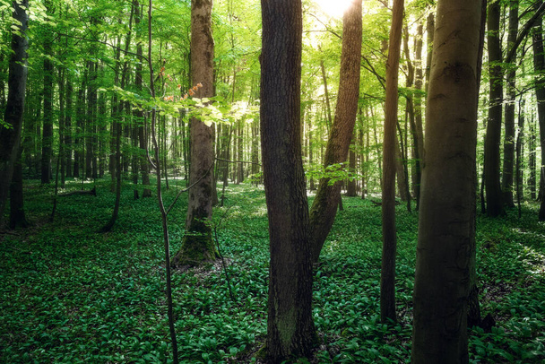 Bir yaz sabahı bir orman, doğa ve manzara - Fotoğraf, Görsel