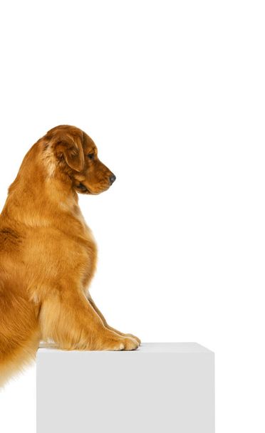 Portrait of purebred dog, Golden retriever posing isolated over white studio background. Concept of beauty, pets love, animal life. - Фото, изображение