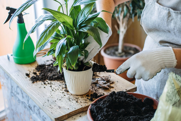Spring Houseplant Care, repotting houseplants. Waking Up Indoor Plants for Spring. Woman is transplanting plant into new pot at home. Gardener transplant plant Spathiphyllum - Foto, Bild