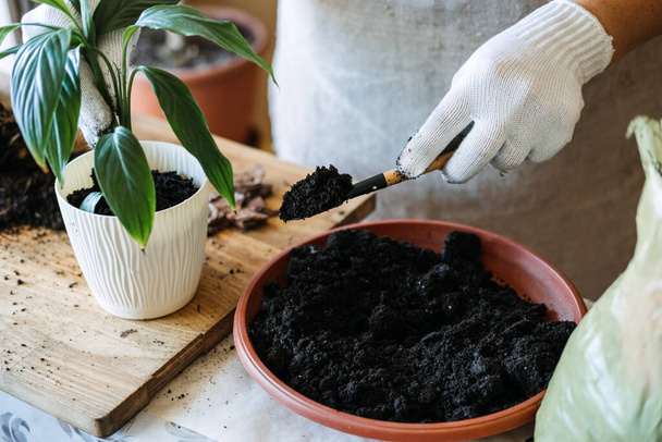 Potting soil. Soil to repot indoor plants. Spring Houseplant Care, repotting houseplants. Woman is transplanting plant into new pot at home. Gardener transplant plant Spathiphyllum. - Photo, image