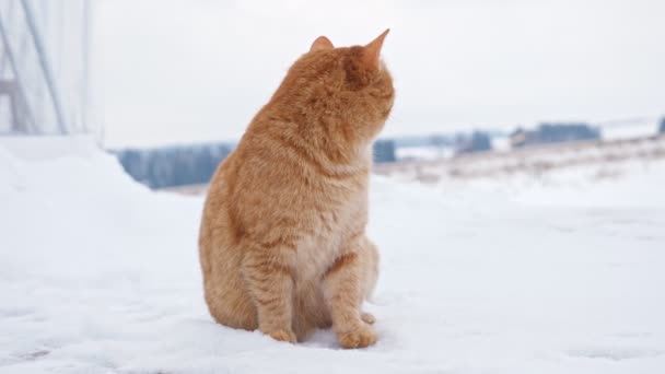 Kırmızı tüylü kedi yumuşak karda oturur ve kışın etrafına bakar. - Video, Çekim