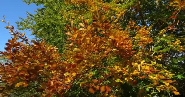 Foliage of beech , forest of Compiegne, Picardy, France - Filmagem, Vídeo