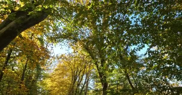 Foliage of beech , forest of Compiegne, Picardy, France - Felvétel, videó