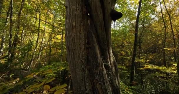 Trunk of beech, forest of Compiegne, Picardy, France - Felvétel, videó