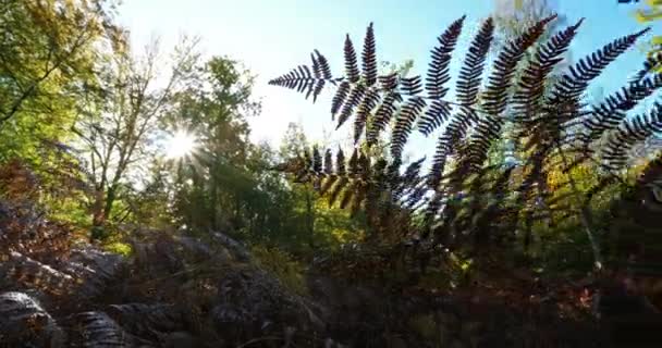 Lombozat páfrányok, erdő Compiegne, Picardy, Franciaország - Felvétel, videó