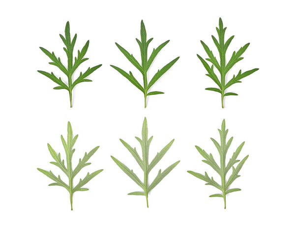 Artemisia vulgaris L, Makea koiruoho, Mugwort tai artemisia annua haara vihreät lehdet eristetty valkoisella pohjalla. Thaimaalainen rohdosvalmiste - Valokuva, kuva