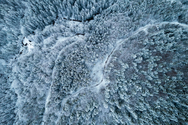 Aerial view of coniferous forest covered with shiny snow in the middle of winter. Curved river between mountains. Top view on snow-covered old spruce forest. - Foto, afbeelding