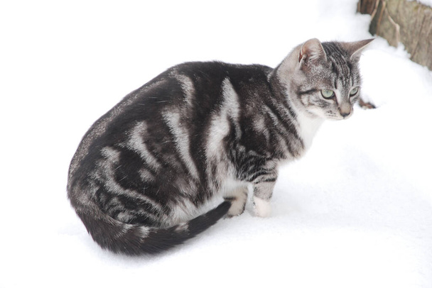 Кошачья кошка, или кошачья кошка (лат. Felis silarris catus), а также его родственник, кошачий дикий (лес)) - Фото, изображение